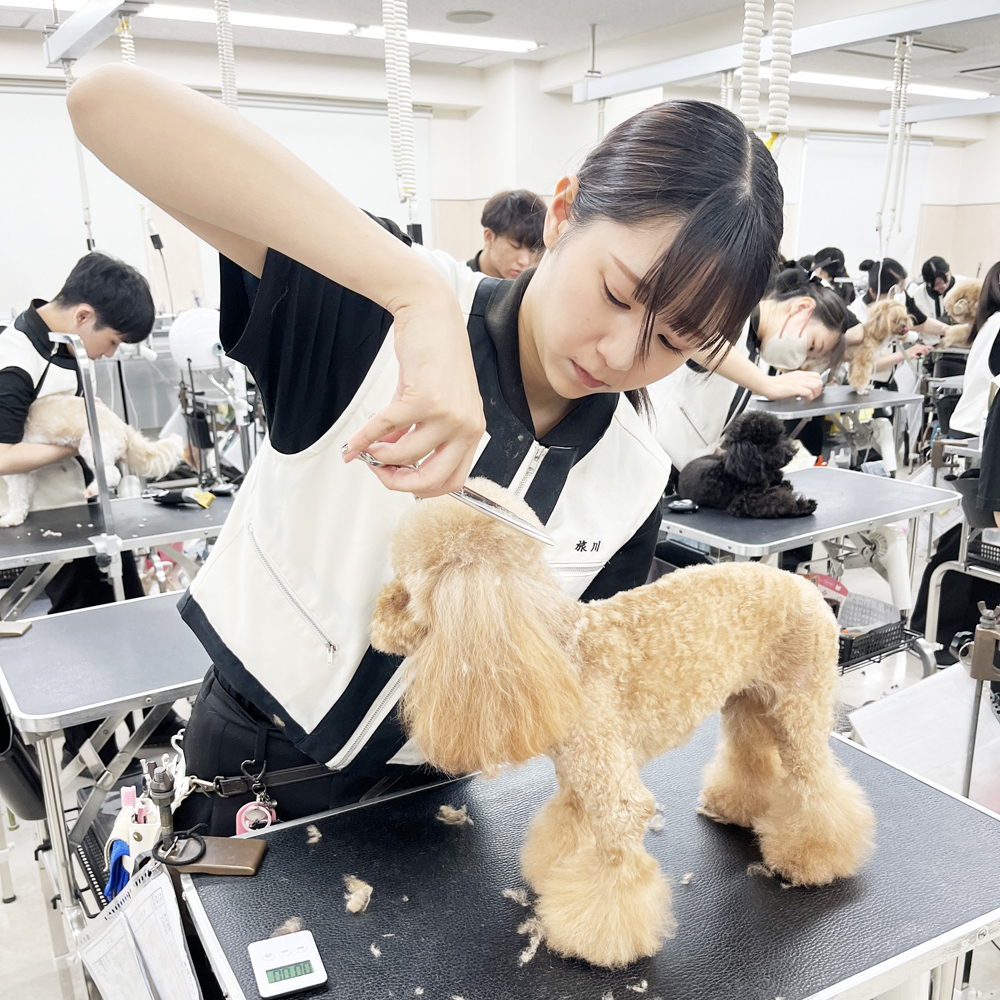 お客様の愛犬をトリミング！①